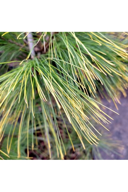 Сосна ’Pacific Sunrise’